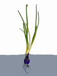 File:OnionPlant.jpg
