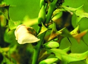 File:WildFlower11Hargoza.jpg