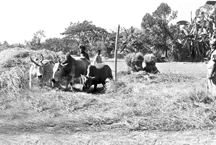 File:AgricultureThreshing4.jpg