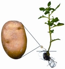 File:Potato.jpg