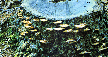 File:Bracketfungus.jpg