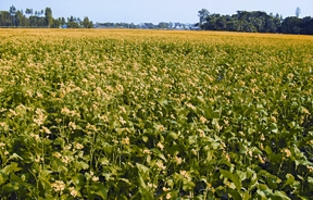 File:MustardCrop.jpg