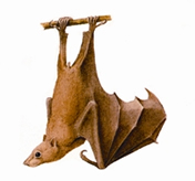 File:BatLalcheyKolabadud.jpg