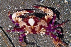 File:Crab3.jpg