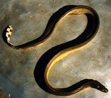 File:SeaSnake1.jpg