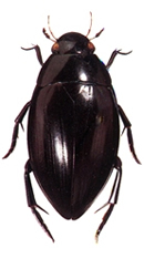 File:Beetle4Dytiscid.jpg