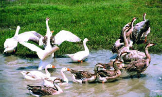 File:Ducks1.jpg