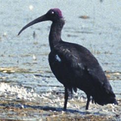 File:IbisRednaped Ibis.jpg