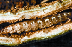 File:StemBorer.jpg