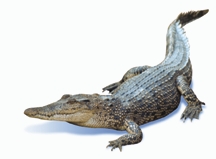 File:BiodiversityCrocodile.jpg