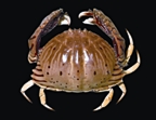 File:Crab4.jpg