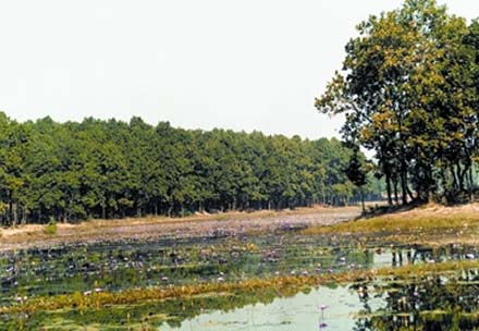File:ForestSalban.jpg