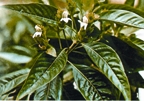 File:MedicinalHerb(Basak).jpg