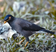 File:MynaCommon.jpg