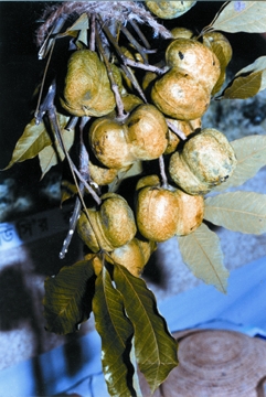 File:RubbarFruit.jpg
