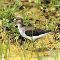File:Sandpiper.jpg