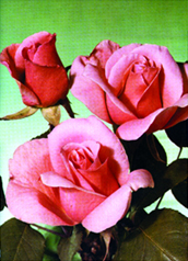 File:Rose 05.jpg
