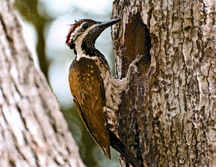 File:WoodpackerGolden-Backed.jpg