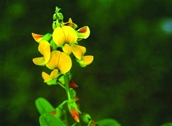 File:WildFlower13Ban-san.jpg