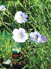 File:Flax01.jpg