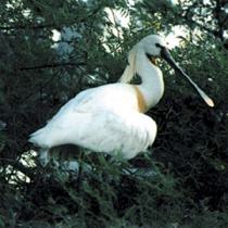 File:Spoonbill.jpg
