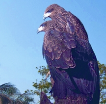 File:KiteBlack.jpg