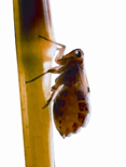 File:BrownPlanthopper.jpg