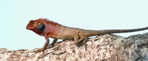 File:LizardCalotesVersicolo.jpg