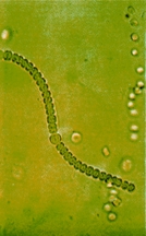 File:BiodiversityBlueGreenAlgae.jpg