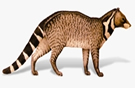 File:Civet.jpg