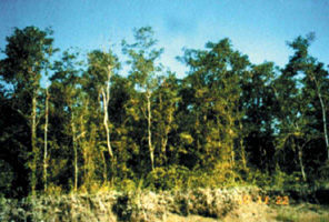 File:SundariTree.jpg
