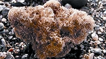 File:Coral2.jpg