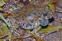 File:FrogToad6.jpg