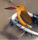 File:KingfisherBrown-winged.jpg