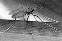 File:Orseoliaoryzae.jpg