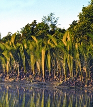 File:BiodiversityNipaPalmSundarbans.jpg