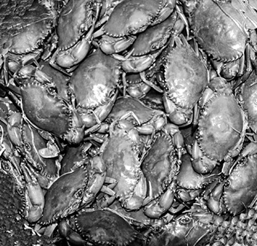 File:FisheriesCrab.jpg