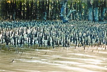 File:TidalForest.jpg