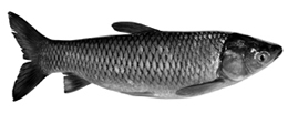 File:ExoticFishGrassCarp.jpg