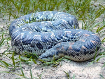 File:SnakeSandboa.jpg