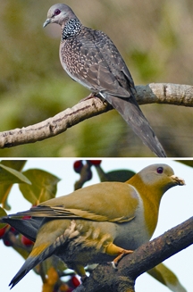 File:Pigeon&Dove2.jpg