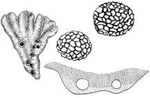 File:BiodiversityBryo.jpg