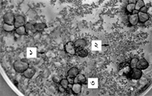 File:Duckweed.jpg