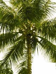 File:CoconutPlant.jpg