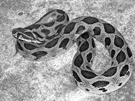 File:Viper.jpg