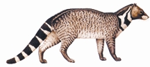 File:ViverrazIbetha.jpg
