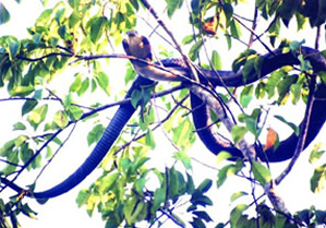 File:Cobra.jpg