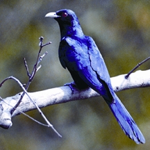 File:KoelMale.jpg