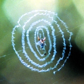 File:Spiderwithnet07.jpg