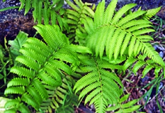 File:Fern.jpg